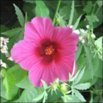 - ont (... ) en fusées, et des chanvres roses au parfum d'amande amère.