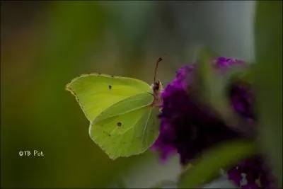 Le papillon "citron" y (... ), vert comme une feuille malade,