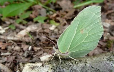 - vert comme un limon (... ), il s'envole si je le suis