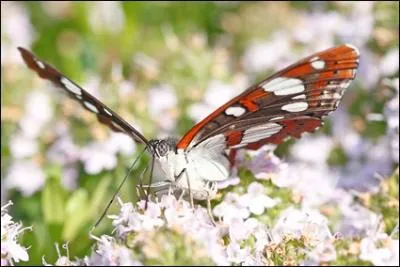 Les sylvains (... ), couleur de sillon, se lèvent en nuage devant mes pas,