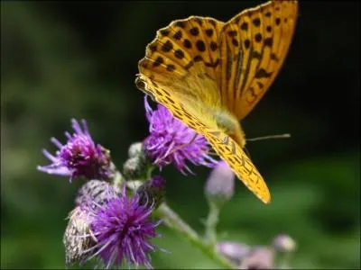 - et leurs (... ) fauves semblent m'épier.