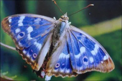 Un grand Mars (... ) franchit le bois et fait resplendir,