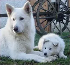 Ce chien est un berger :