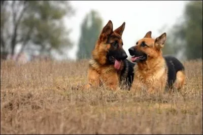 Comment appelle-t-on cette race de chien ?