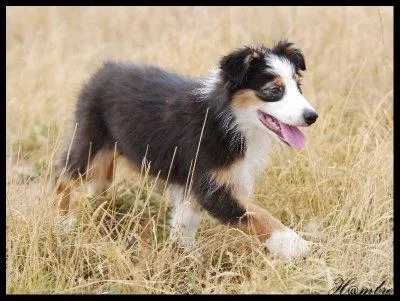 Quelle est la robe de ce chien ?