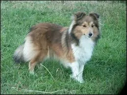 A quelle race ce chien ressemble ?