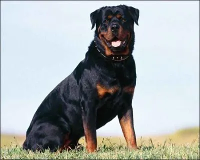 Ce chien est-il un chien de berger ?