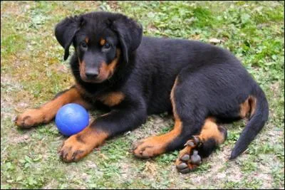 Ce chiot appartient  la race :