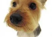 Quiz Races de chiens (2)