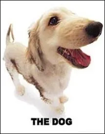 Quelle est la race de ce chien ?