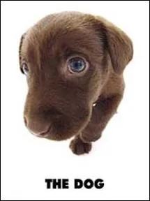 Quelle est la race de ce chien ?