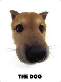 Quelle est la race de ce chien ?