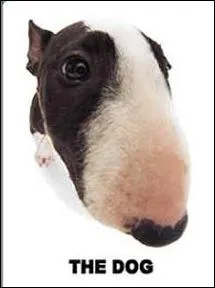 Quelle est la race de ce chien ?