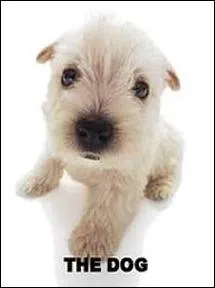 Quelle est la race de ce chien ?