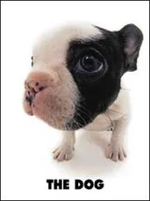 Quelle est la race de ce chien ?