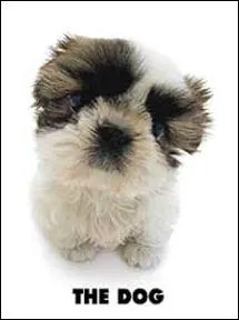 Quelle est la race de ce chien ?