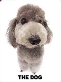 Quelle est la race de ce chien ?