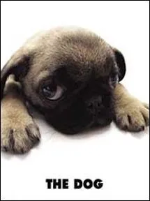 Quelle est la race de ce chien ?