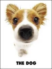 Quelle est la race de ce chien ?