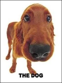 Quelle est la race de ce chien ?