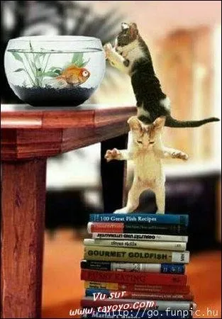 Il faut de la force, le sens de l'quilibre et de l'agilit pour raliser ces mouvements parfois dangereux, souvent spectaculaires mais toujours dur  raliser.