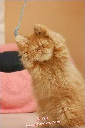  Vos paupires sont lourdes ...   peut tre entendu dans cette discipline mdicale ou scnique ...