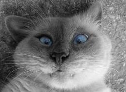 Quiz Animaux