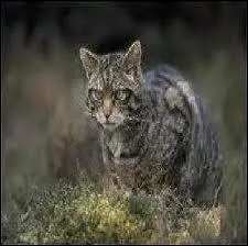 A ce moment-l, o est pass toile Brise ?