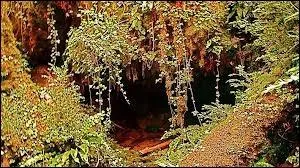 Les anciens vont se cacher dans la pouponnire. Qui y entre en dernier et, si c'est un chaton, qui le fait entrer ? (la photo reprsente la pouponnire ! )