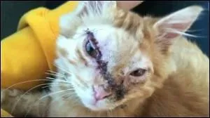 Museau Balafr est-il mort ?