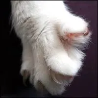 Qui vient cogner le flanc de Cur de Feu pendant qu'il demande  son sauveur o est toile Bleue ?