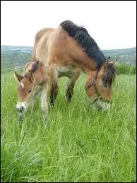 Quelle est sa taille ?