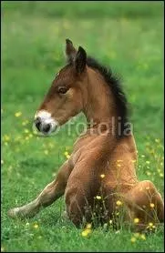 Quelles sont ses principales robes ?