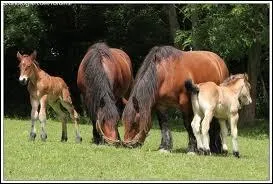 Chaque anne, il y a 800 poulains immatriculs, ce qui fait de l'Ardennais le 4 me cheval de trait de France.