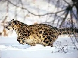 On l'appelle aussi  panthre des neiges ; qui est-il ?
