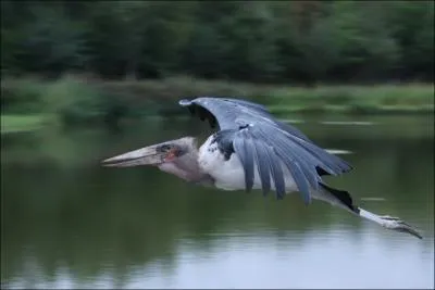 C'est un carnassier; qui est-il ?