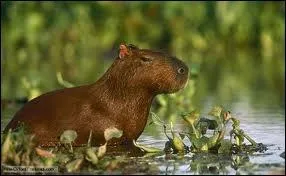 C'est le plus gros et le plus grand rongeur !