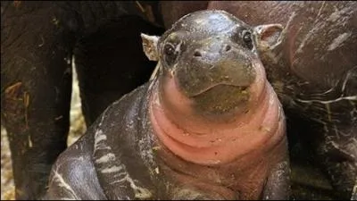 Quel est cet animal ?