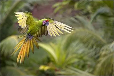 Quel est nom de cet oiseau ?