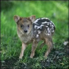 Quel est ce bb animal ?