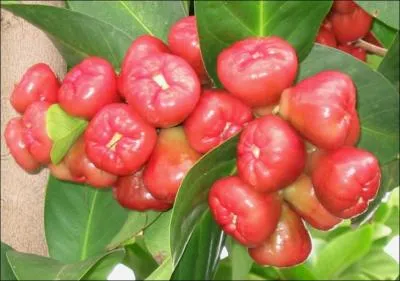 Quel nom porte ce fruit ?