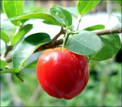 Quel nom porte ce fruit ?