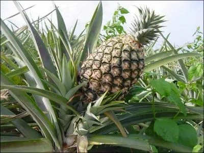 Comment s'appelle ce fruit tropical ?