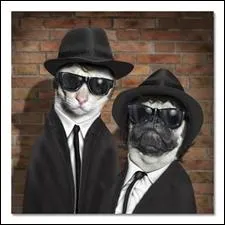 Film culte et groupe de blues avec les comdiens John Belushi et Dan Aykroyd. Une suite au film est sortie en 2008...