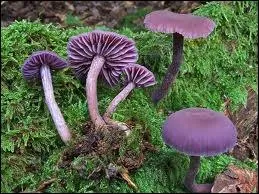 Tous les champignons violets sont indigestes.