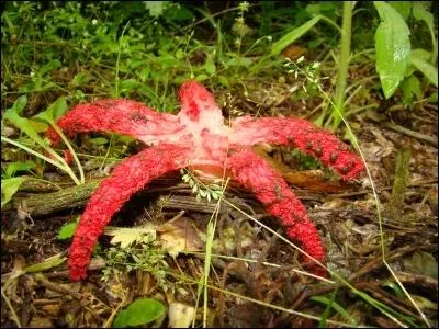 Ce champignon est appel l'araigne de bois.