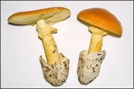 L'oronge est une amanite dlicieuse.