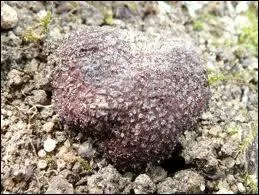 Certains champignons peuvent se trouver avec une mouche.