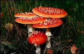 Ce champignon est un hallucinogne.