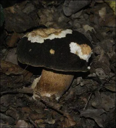 Un champignon mang par une limace est forcment comestible.